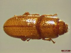 Teredidae by (c) Donald Hobern, some rights reserved (CC BY). Used under a CC-BY license.