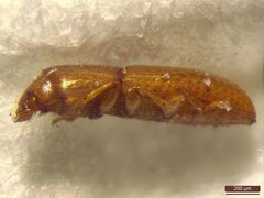 Teredidae by (c) Donald Hobern, some rights reserved (CC BY). Used under a CC-BY license.
