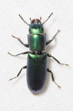 Trogossitinae by (c) Justin Williams, some rights reserved (CC BY), uploaded by Justin Williams. Used under a CC-BY license.
