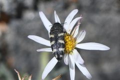 Acmaeodera alpina by (c) Trevor Van Loon, some rights reserved (CC BY), uploaded by Trevor Van Loon. Used under a CC-BY license.