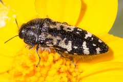 Acmaeodera connexa by (c) Ken-ichi Ueda, some rights reserved (CC BY), uploaded by Ken-ichi Ueda. Used under a CC-BY license.