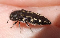 Acmaeodera cuneata by (c) Andrew Meeds, some rights reserved (CC BY), uploaded by Andrew Meeds. Used under a CC-BY license.