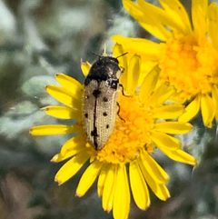 Acmaeodera immaculata by no rights reserved. Used under a CC0 license.