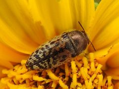 Acmaeodera mixta by (c) Sam Kieschnick, some rights reserved (CC BY), uploaded by Sam Kieschnick. Used under a CC-BY license.