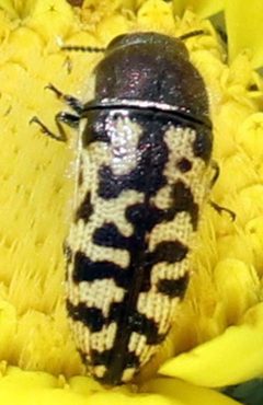 Acmaeodera mixta by (c) Catherine C. Galley, some rights reserved (CC BY), uploaded by Catherine C. Galley. Used under a CC-BY license.
