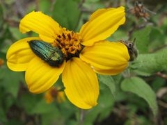 Acmaeodera resplendens by (c) Katja Schulz, some rights reserved (CC BY). Used under a CC-BY license.
