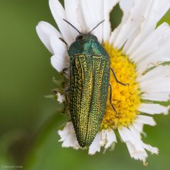 Acmaeodera resplendens by (c) Ken-ichi Ueda, some rights reserved (CC BY), uploaded by Ken-ichi Ueda. Used under a CC-BY license.