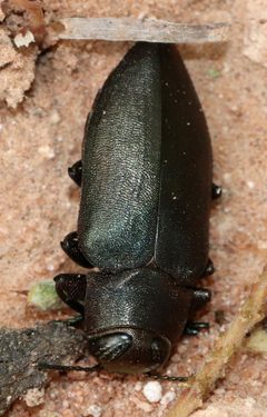 Actenodes mendax by (c) Catherine C. Galley, some rights reserved (CC BY), uploaded by Catherine C. Galley. Used under a CC-BY license.