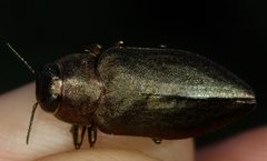 Actenodes mendax by (c) Andrew Meeds, some rights reserved (CC BY), uploaded by Andrew Meeds. Used under a CC-BY license.