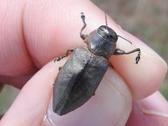 Actenodes mendax by (c) Sam Kieschnick, some rights reserved (CC BY), uploaded by Sam Kieschnick. Used under a CC-BY license.