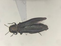 Agrilus amelanchieri by no rights reserved, uploaded by Nick Bédard. Used under a CC0 license.