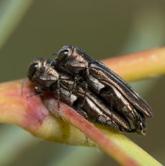 Agrilus addendus by (c) Justin Williams, some rights reserved (CC BY), uploaded by Justin Williams. Used under a CC-BY license.