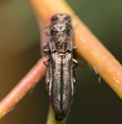 Agrilus addendus by (c) Justin Williams, some rights reserved (CC BY), uploaded by Justin Williams. Used under a CC-BY license.