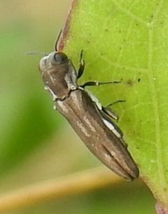 Agrilus addendus by (c) saltyhiker, some rights reserved (CC BY). Used under a CC-BY license.