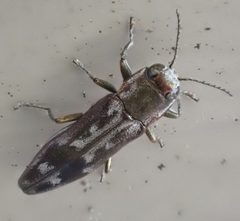 Agrilus lecontei by (c) Cole Shoemaker, some rights reserved (CC BY), uploaded by Cole Shoemaker. Used under a CC-BY license.