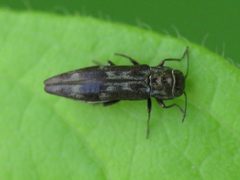 Agrilus lecontei by (c) jonsense, some rights reserved (CC BY), uploaded by jonsense. Used under a CC-BY license.