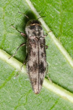 Agrilus lecontei by (c) Justin Williams, some rights reserved (CC BY), uploaded by Justin Williams. Used under a CC-BY license.