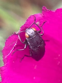 Agrilus muticus by (c) River Ahlquist, some rights reserved (CC BY), uploaded by River Ahlquist. Used under a CC-BY license.