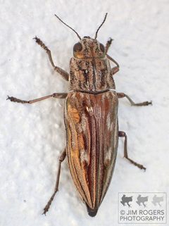Chalcophora georgiana by (c) James Rogers, some rights reserved (CC BY), uploaded by James Rogers. Used under a CC-BY license.