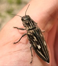 Chalcophora georgiana by (c) Raven Dandridge, some rights reserved (CC BY), uploaded by Raven Dandridge. Used under a CC-BY license.