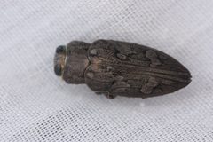 Chrysobothris bispinosa by (c) Andrew Meeds, some rights reserved (CC BY), uploaded by Andrew Meeds. Used under a CC-BY license.
