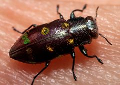 Chrysobothris chrysoela by (c) Richard Stovall, some rights reserved (CC BY), uploaded by Richard Stovall. Used under a CC-BY license.
