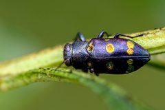 Chrysobothris chrysoela by (c) Richard Stovall, some rights reserved (CC BY), uploaded by Richard Stovall. Used under a CC-BY license.