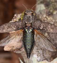 Dicerca lurida by (c) skitterbug, some rights reserved (CC BY), uploaded by skitterbug. Used under a CC-BY license.