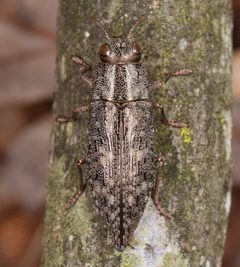 Dicerca lurida by (c) skitterbug, some rights reserved (CC BY), uploaded by skitterbug. Used under a CC-BY license.