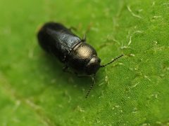 Mastogenius subcyaneus by (c) Katja Schulz, some rights reserved (CC BY). Used under a CC-BY license.