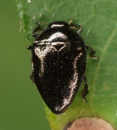 Pachyschelus laevigatus by (c) skitterbug, some rights reserved (CC BY), uploaded by skitterbug. Used under a CC-BY license.