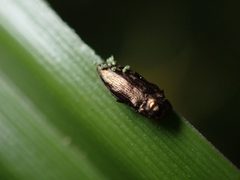Taphrocerus chevrolati by (c) Jared Shorma, some rights reserved (CC BY), uploaded by Jared Shorma. Used under a CC-BY license.