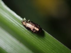 Taphrocerus chevrolati by (c) Jared Shorma, some rights reserved (CC BY), uploaded by Jared Shorma. Used under a CC-BY license.