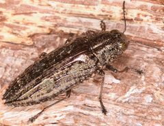 Texania campestris by (c) skitterbug, some rights reserved (CC BY), uploaded by skitterbug. Used under a CC-BY license.
