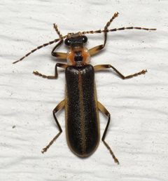 Cantharinae by (c) Nick Block, some rights reserved (CC BY), uploaded by Nick Block. Used under a CC-BY license.