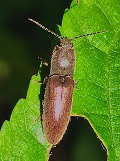 Dendrometrina by (c) rober025, some rights reserved (CC BY), uploaded by rober025. Used under a CC-BY license.