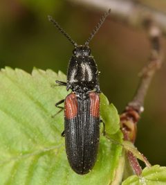 Dendrometrina by (c) skitterbug, some rights reserved (CC BY), uploaded by skitterbug. Used under a CC-BY license.