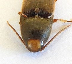 Physorhinus by (c) jimeckert49, some rights reserved (CC BY). Used under a CC-BY license.