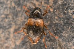 Heterlimnius corpulentus by (c) Trevor Van Loon, some rights reserved (CC BY), uploaded by Trevor Van Loon. Used under a CC-BY license.