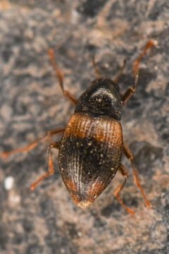 Heterlimnius corpulentus by (c) Trevor Van Loon, some rights reserved (CC BY), uploaded by Trevor Van Loon. Used under a CC-BY license.