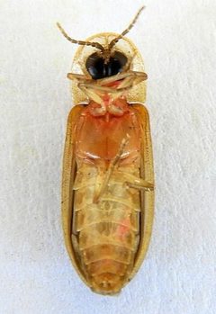 Prolutacea pulsator by (c) jimeckert49, some rights reserved (CC BY). Used under a CC-BY license.