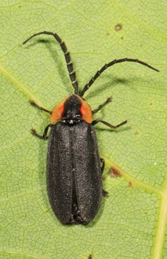 Lucidota atra by (c) Judy Gallagher, some rights reserved (CC BY). Used under a CC-BY license.