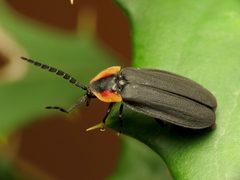 Lucidota atra by (c) Katja Schulz, some rights reserved (CC BY). Used under a CC-BY license.