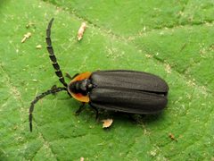 Lucidota atra by (c) Katja Schulz, some rights reserved (CC BY). Used under a CC-BY license.