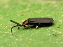 Lucidota atra by (c) Katja Schulz, some rights reserved (CC BY). Used under a CC-BY license.