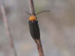 Lucidota luteicollis by (c) Arturo Santos, some rights reserved (CC BY), uploaded by Arturo Santos. Used under a CC-BY license.