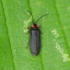 Lucidota punctata by (c) Patrick Hanly, some rights reserved (CC BY), uploaded by Patrick Hanly. Used under a CC-BY license.