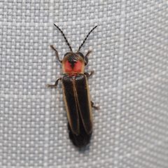 Photinus dimissus by (c) Russell Pfau, some rights reserved (CC BY), uploaded by Russell Pfau. Used under a CC-BY license.