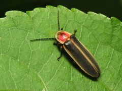 Photinus pyralis by (c) Katja Schulz, some rights reserved (CC BY). Used under a CC-BY license.