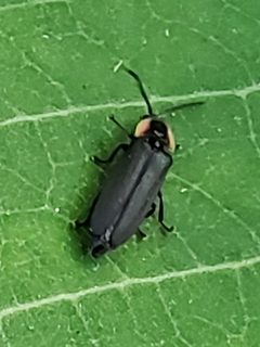 Pyropyga decipiens by (c) Mark Richman, some rights reserved (CC BY), uploaded by Mark Richman. Used under a CC-BY license.